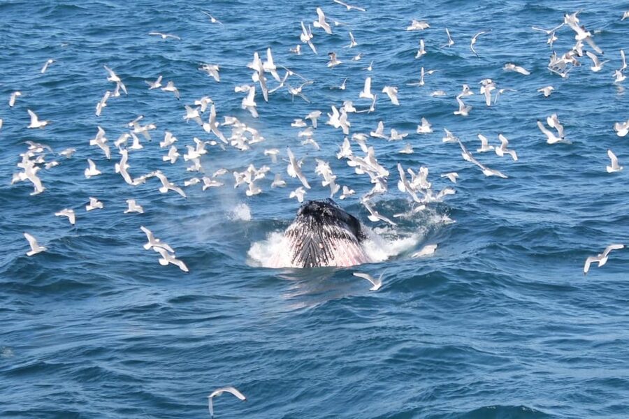 Reykjavik: Whale Watching Tour with Express Option - What the boat experience feels like, comfort that keeps you watching
