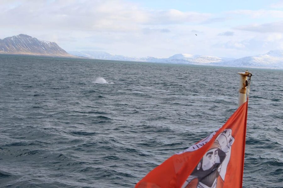 Reykjavik: Whale Watching Tour with Express Option - Wildlife spotting and marine-life education, how the guides help