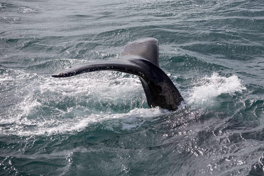 Reykjavik: Whale Watching Tour with Express Option - Should you book this Reykjavik whale watching tour?