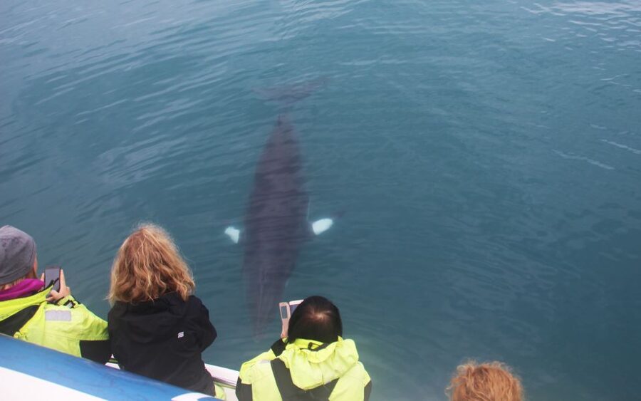 Reykjavik: Whales and Northern Lights Boat Tour - Quick hits: what you will remember