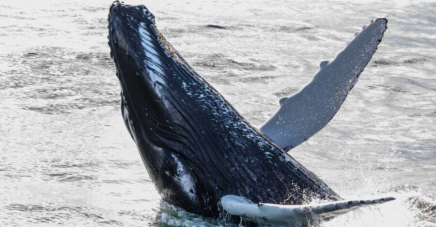 Reykjavik: Whales and Northern Lights Boat Tour - What whales you might see, and how spotting usually works