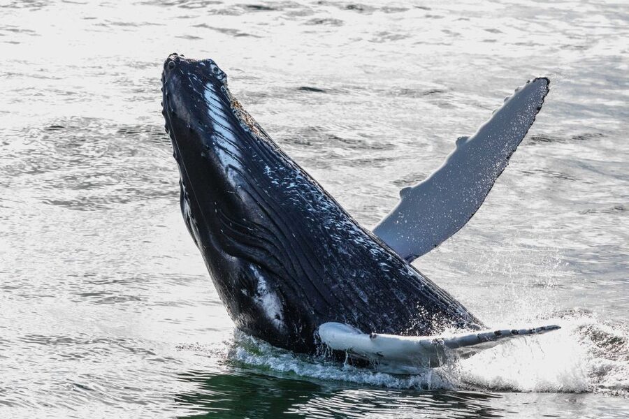 Reykjavik: Whales and Northern Lights Boat Tour - From Old Harbour to Faxaflói Bay: the whale watching cruise