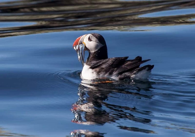 Reykjavik: Whales and Puffins Express Cruise Combo Tour - Key things I’d highlight before you book