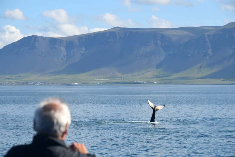 Reykjavik: Whales and Puffins Express Cruise Combo Tour - Who this Reykjavik whales and puffins combo is best for