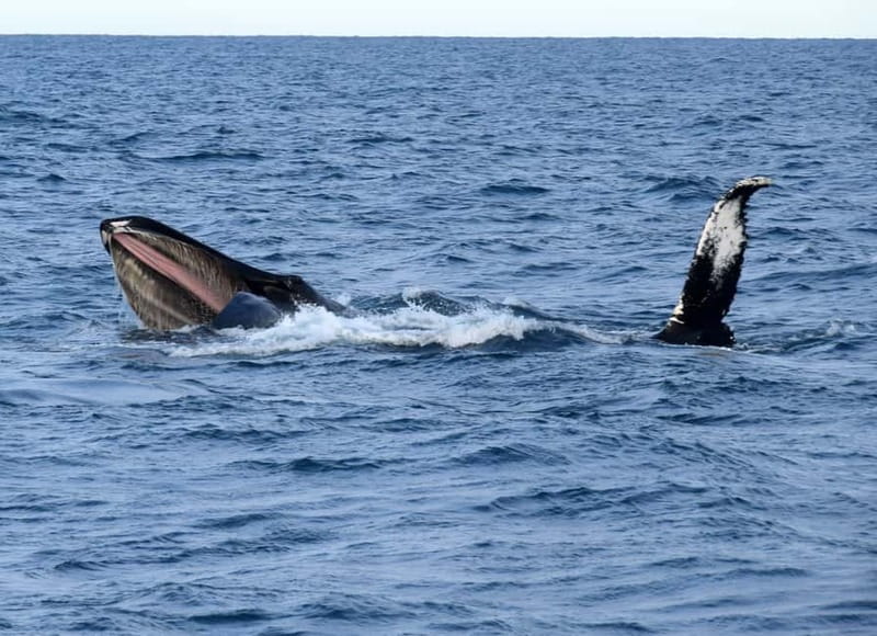 Reykjavik: Whales and Puffins Express Cruise Combo Tour - Timing rules: which departure slot works best for your day