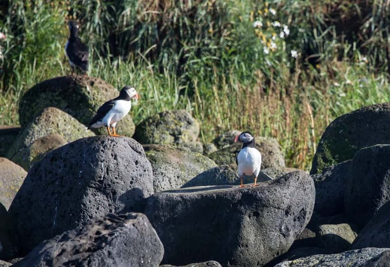 Reykjavik: Whales and Puffins Express Cruise Combo Tour - What is really included, and what that means for you