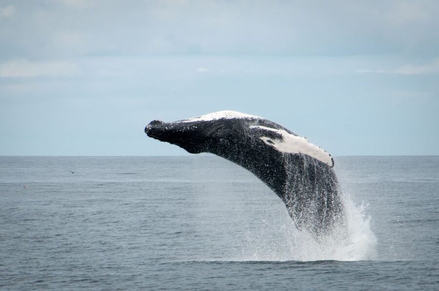 Reykjavik: Whales and Puffins Express Cruise Combo Tour - Wildlife odds: what you can realistically expect in Faxaflói Bay