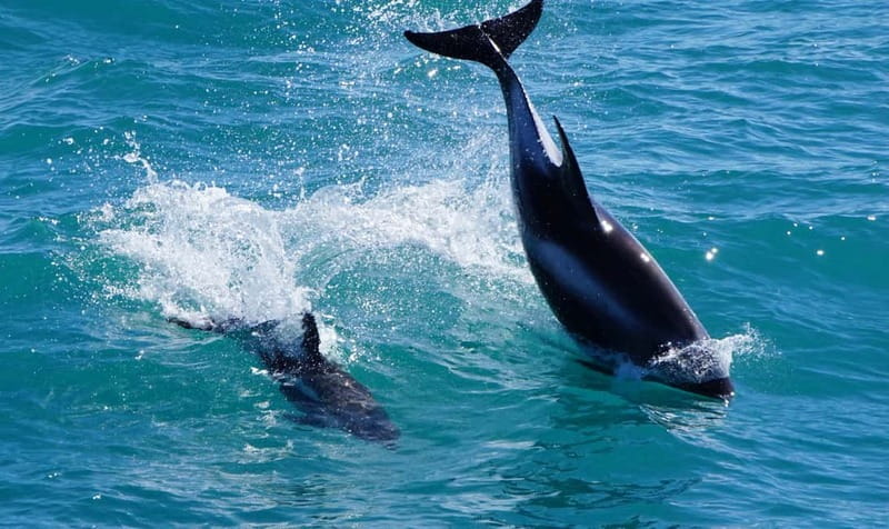 Reykjavik: Whales and Puffins Express Cruise Combo Tour - Price and value: is $153 fair for two wildlife outings?