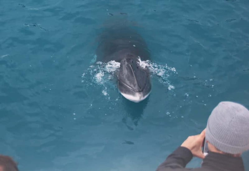 Reykjavik: Whales and Puffins Express Cruise Combo Tour - Tips to stay warm, see better, and have less frustration