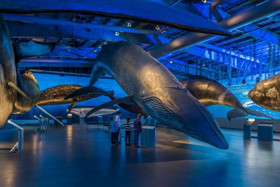 Reykjavik: Whales of Iceland Museum Entrance Ticket - The Fin Whale Theatre: included documentaries with star narration