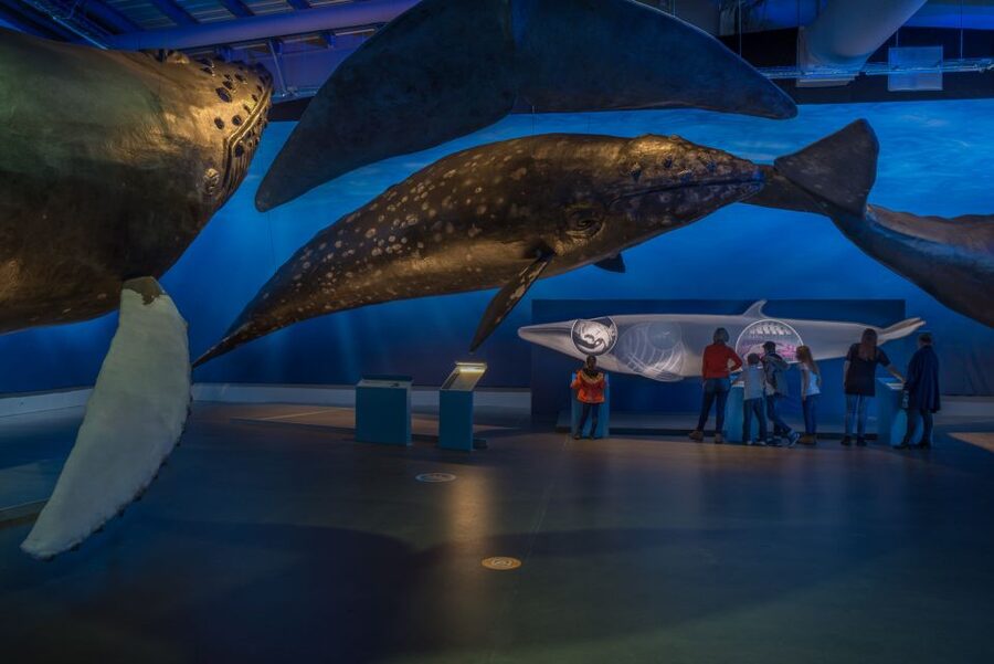 Reykjavik: Whales of Iceland Museum Entrance Ticket - Audio guide and the small comforts that make it easier