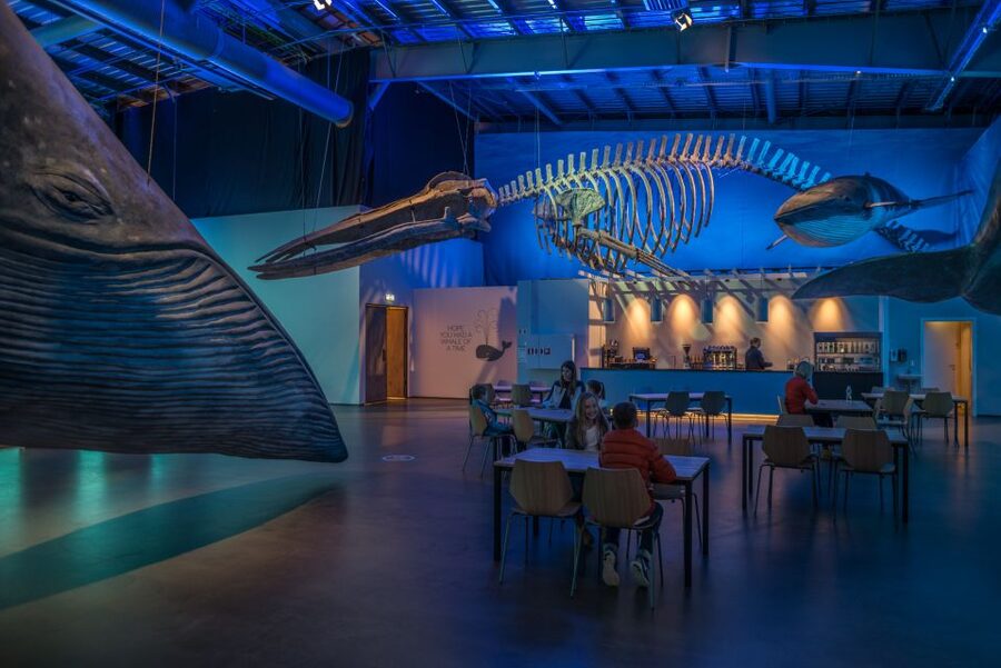 Reykjavik: Whales of Iceland Museum Entrance Ticket - Whale Cafe and pacing a short visit