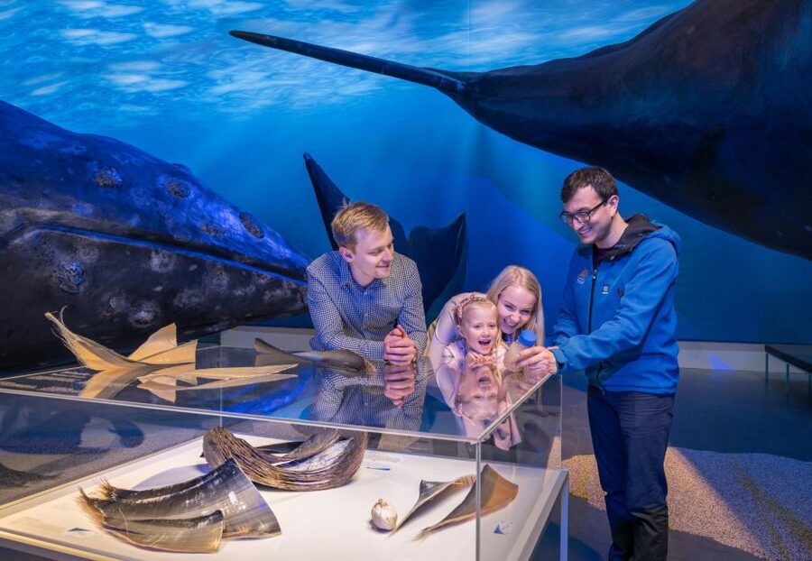 Reykjavik: Whales of Iceland Museum Entrance Ticket - Who should book this ticket in Reykjavík