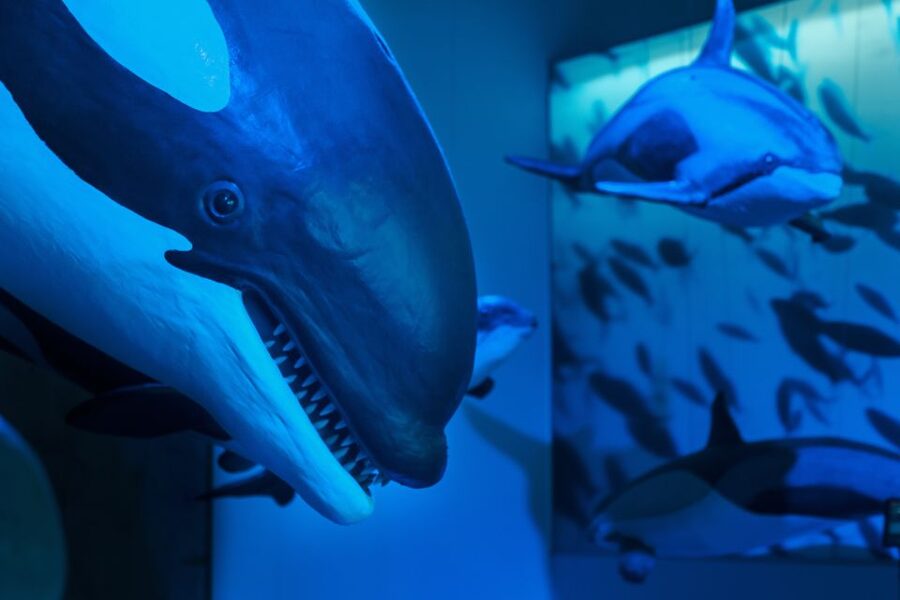 Reykjavik: Whales of Iceland Museum Entrance Ticket - Practical details you should plan around