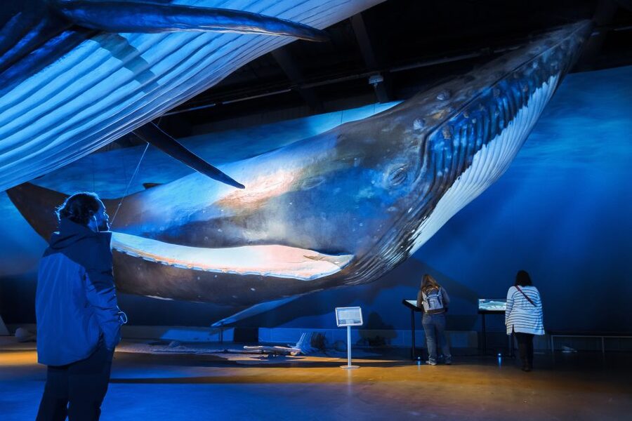 Reykjavik: Whales of Iceland Museum Entrance Ticket - Interactive exhibits that explain what you are looking at