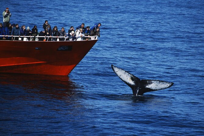 Reykjavik Whales & White Water Rafting Adventure - Whale watching: what you can realistically expect