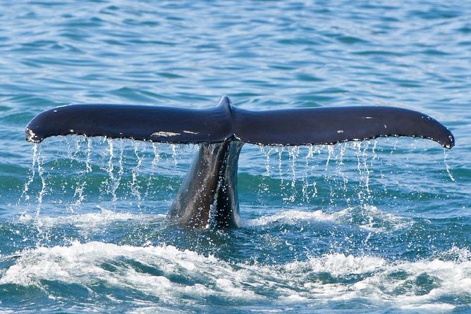 Reykjavik Whales & White Water Rafting Adventure - Switching gears: from the boat to Arctic Rafting base camp