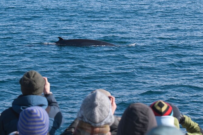 Reykjavik Whales & White Water Rafting Adventure - Who this tour fits best (and who should skip it)