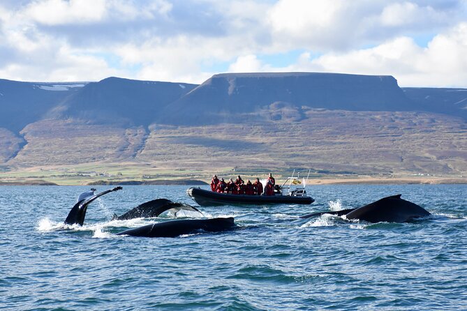 RIB boat express: Whales, Eyjafjord and Akureyri - Key things that make this RIB whale cruise worth it