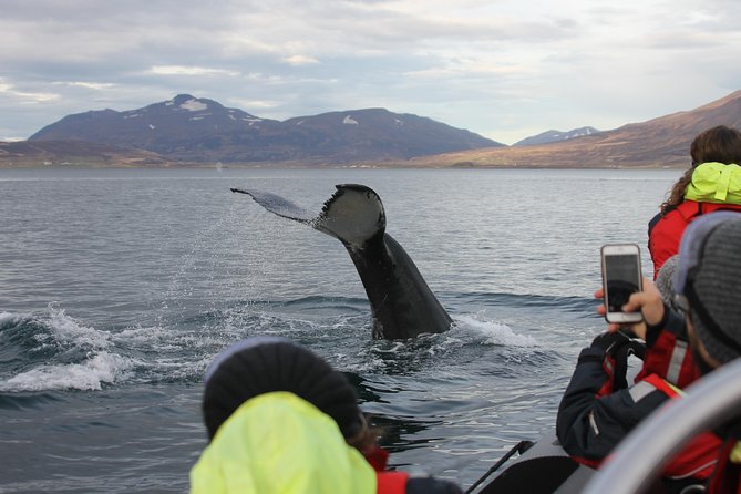 RIB boat express: Whales, Eyjafjord and Akureyri - Why the whale guarantee is more than marketing