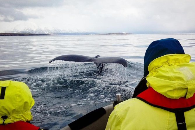 RIB boat express: Whales, Eyjafjord and Akureyri - How a small 12-person RIB boat changes your viewing