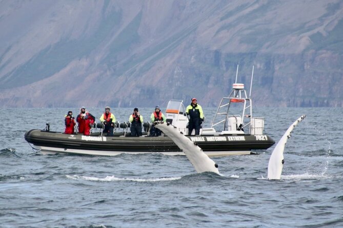 RIB boat express: Whales, Eyjafjord and Akureyri - Timing your cruise so it fits a full day in Akureyri