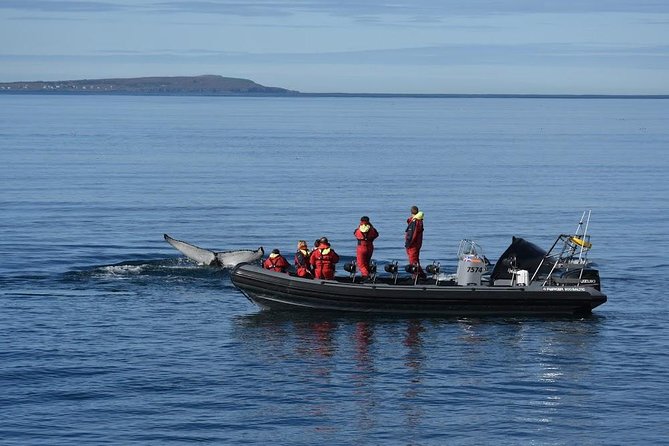 RIB boat express: Whales, Eyjafjord and Akureyri - Price and value: what you’re paying for at $192.66