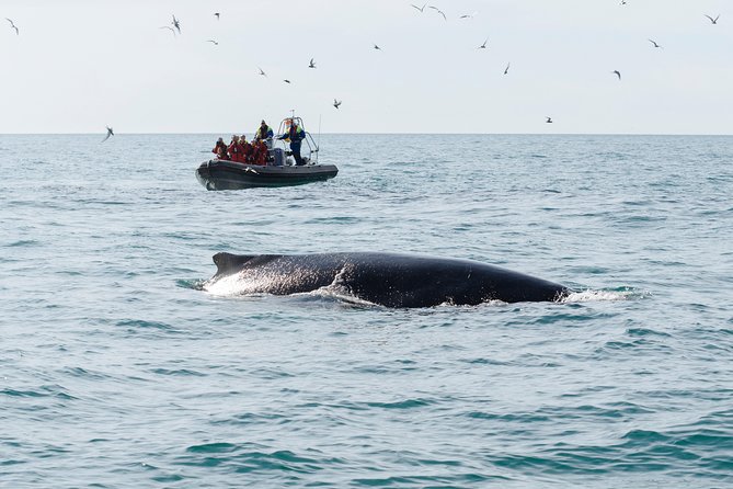 RIB boat express: Whales, Eyjafjord and Akureyri - Who this RIB cruise suits best, and who should think twice