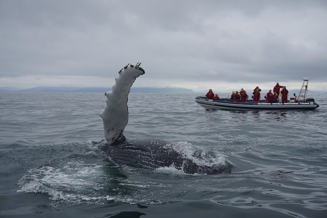 RIB Whale Watching Small-Group Boat Tour from Reykjavik - Why a small-group RIB from Reykjavik is the smart kind of whale watching