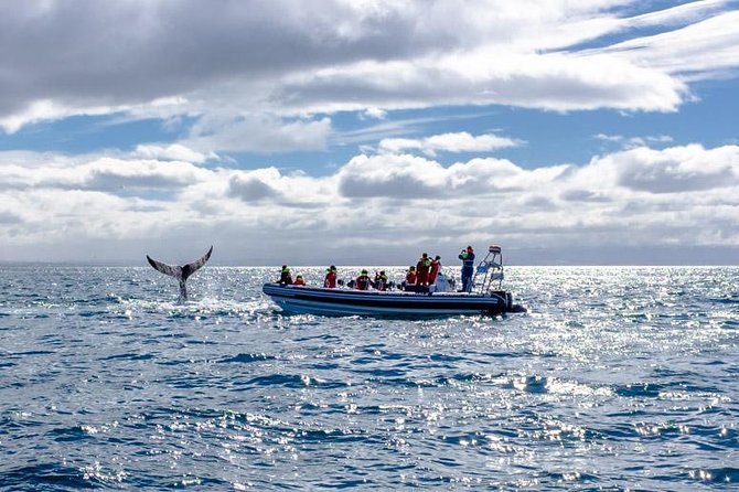 RIB Whale Watching Small-Group Boat Tour from Reykjavik - Faxafloi Bay whale safari: where you go hunting for humpbacks and dolphins