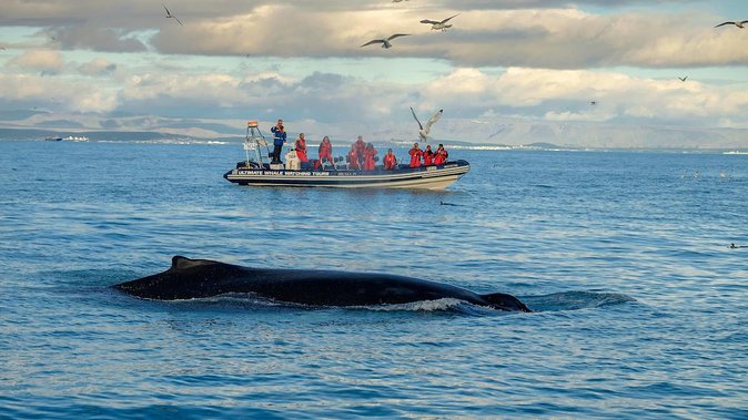 RIB Whale Watching Small-Group Boat Tour from Reykjavik - The marine biologist guide: what you learn while you search
