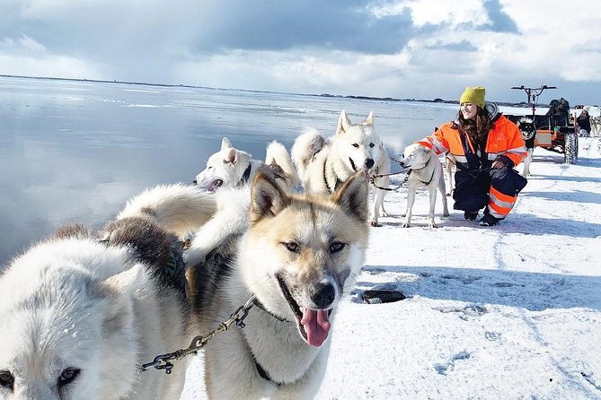 Small Group Husky Sledding Tour from Capital Region - From Mosfellsbær to the Base: How the Morning (or Afternoon) Actually Unfolds