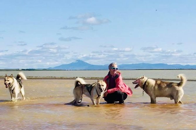 Small Group Husky Sledding Tour from Capital Region - Weather Reality: Why Dry-Land Cart Riding Still Feels Worth It