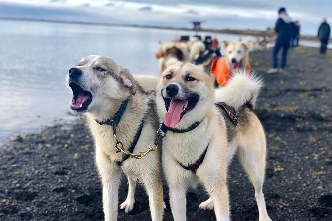Small Group Husky Sledding Tour from Capital Region - Price and Value: What You’re Really Paying For