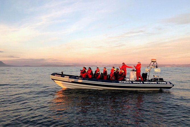 Small-group Whale Watching in the Midnight Sun from Reykjavík - The 30-minute Old Harbour start that keeps everything smooth