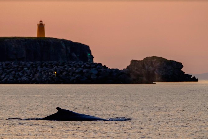 Small-group Whale Watching in the Midnight Sun from Reykjavík - Lundey and Faxaflói: where you actually scan for whales and dolphins
