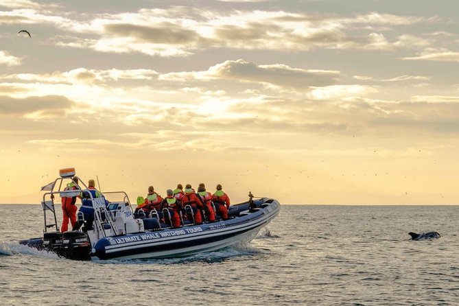 Small-group Whale Watching in the Midnight Sun from Reykjavík - The “no restroom and no food” part you should plan around