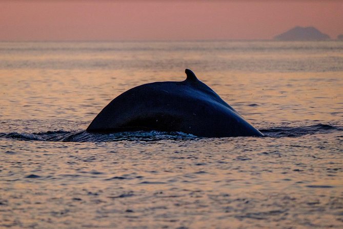 Small-group Whale Watching in the Midnight Sun from Reykjavík - Rough seas, sea sickness, and knee and back comfort