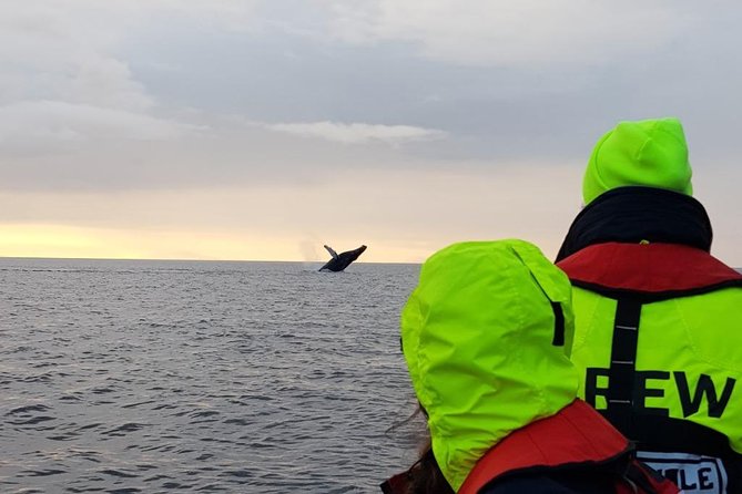 Small-group Whale Watching in the Midnight Sun from Reykjavík - Harpa Concert Hall and Conference Centre, plus the “see it twice” view
