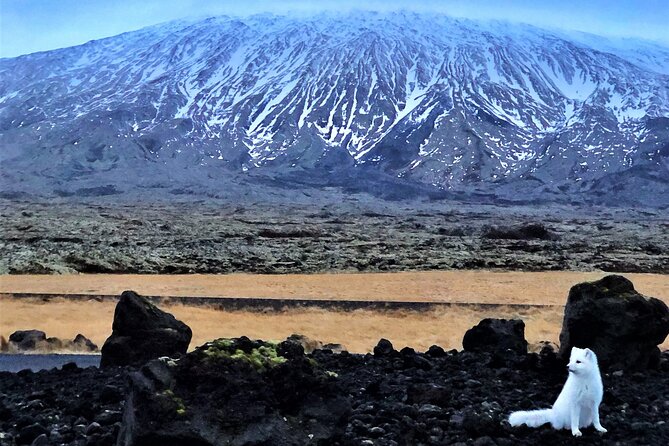 Snaefellsnes, Mt. Kirkjufell & Black Sand Beach Small-Group Tour - Price and what you really get for $154