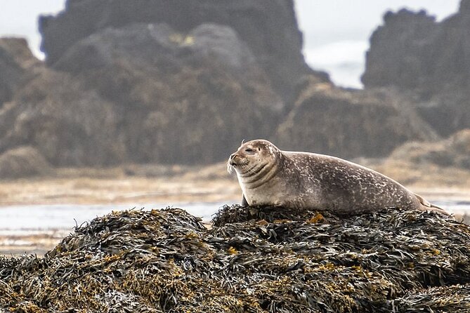 Snaefellsnes Peninsula Full Day Tour from Reykjavik - A Realistic Weather Plan for Wind, Wet, and Iceland’s Mood