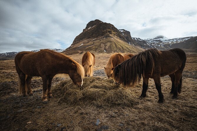 Snæfellsnes Peninsula | Private tour | PRO Photos included - Djúpalónssandur area, black lava pearl beaches, and a short hike