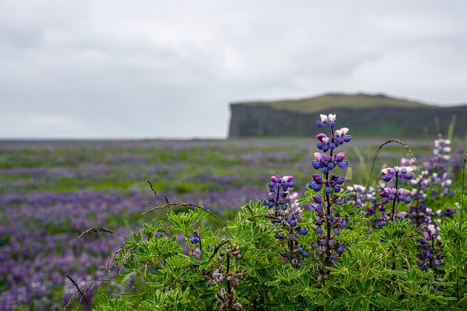 South Coast and Glacier Walk Full day Private Tour From Reykjavík - The real rhythm of an 11-hour private day