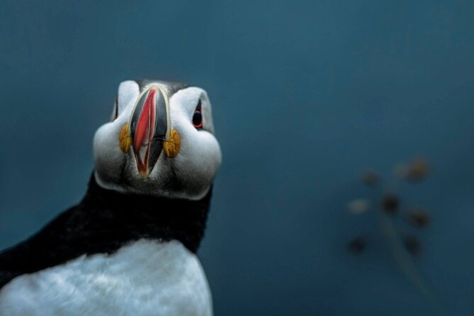 South Coast Sagas: Small Group Tour with Pick-up from Reykjavik - How the guide turns a long day into a smooth day