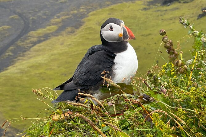 South Coast Wonders and Glacier Hike Iceland’s Wildest Adventure - What the included transport and guide setup really means for your day