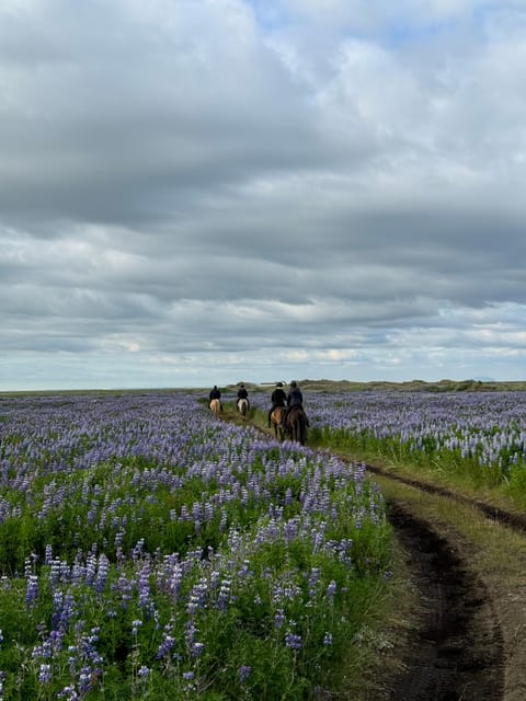 southern Iceland: Black beach riding tour - Entering the farm world at Grímsstaðir