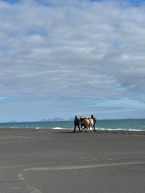 southern Iceland: Black beach riding tour - Price and value: what $194 buys you