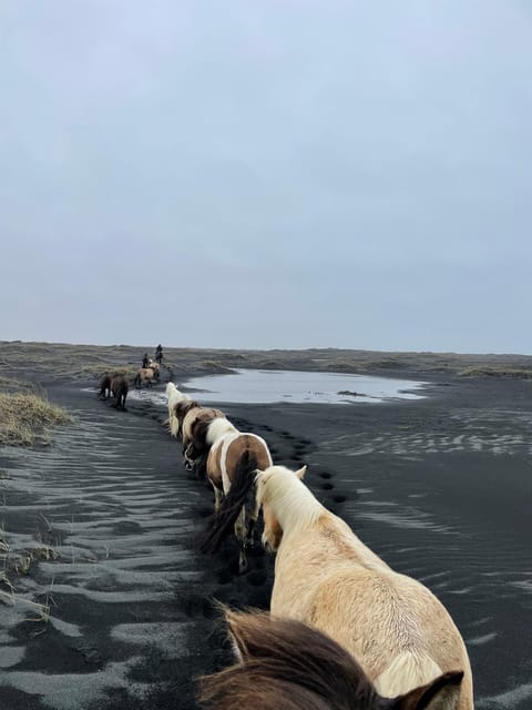southern Iceland: Black beach riding tour - Should you book the Black Beach riding tour?
