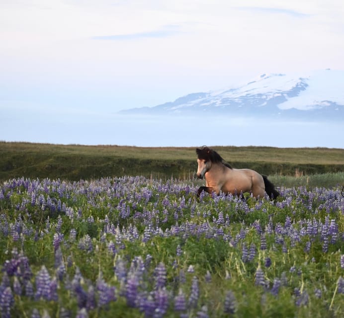 southern Iceland: Black beach riding tour - Gear that keeps you riding, not shivering