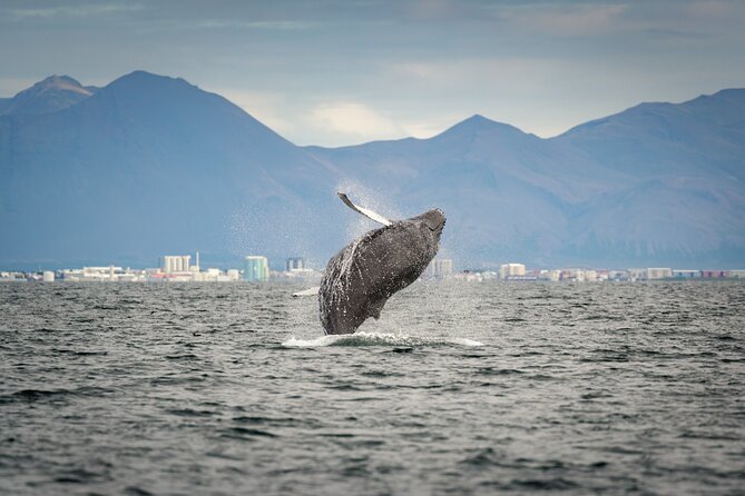Speedboat Whale Watching Small-Group Tour in Reykjavik - Gear and Comfort: Waterproof, Warm, and Honestly, a Little Bouncy